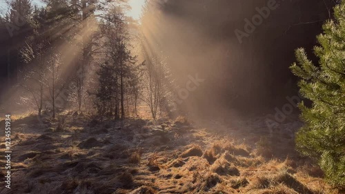 sun rays through trees in fog on a winter morning