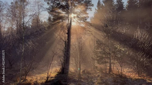 sun rays through trees in fog on a winter morning