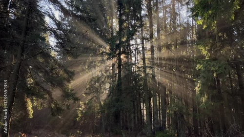 sun rays through trees in fog on a winter morning