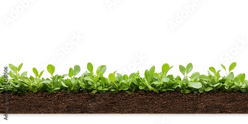 Seedlings Emerging: A vibra...