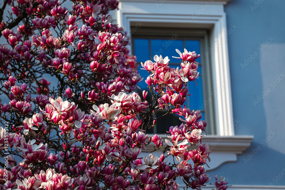 A stunning magnolia tree in full bloom set against a vibrant blue building facade in Bucharest. The pink and white blossoms create a striking contrast, symbolizing the essence of spring.