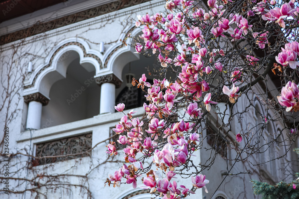 A stunning magnolia tree in full bloom set against a vibrant blue building facade in Bucharest. The pink and white blossoms create a striking contrast, symbolizing the essence of spring.
