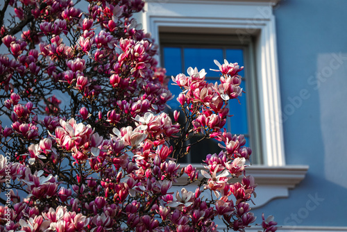 Obraz na płótnie A stunning magnolia tree in full bloom set against a vibrant blue building facade in Bucharest. The pink and white blossoms create a striking contrast, symbolizing the essence of spring. w salonie
