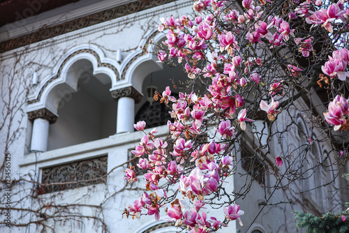 Obraz na płótnie A stunning magnolia tree in full bloom set against a vibrant blue building facade in Bucharest. The pink and white blossoms create a striking contrast, symbolizing the essence of spring. w salonie