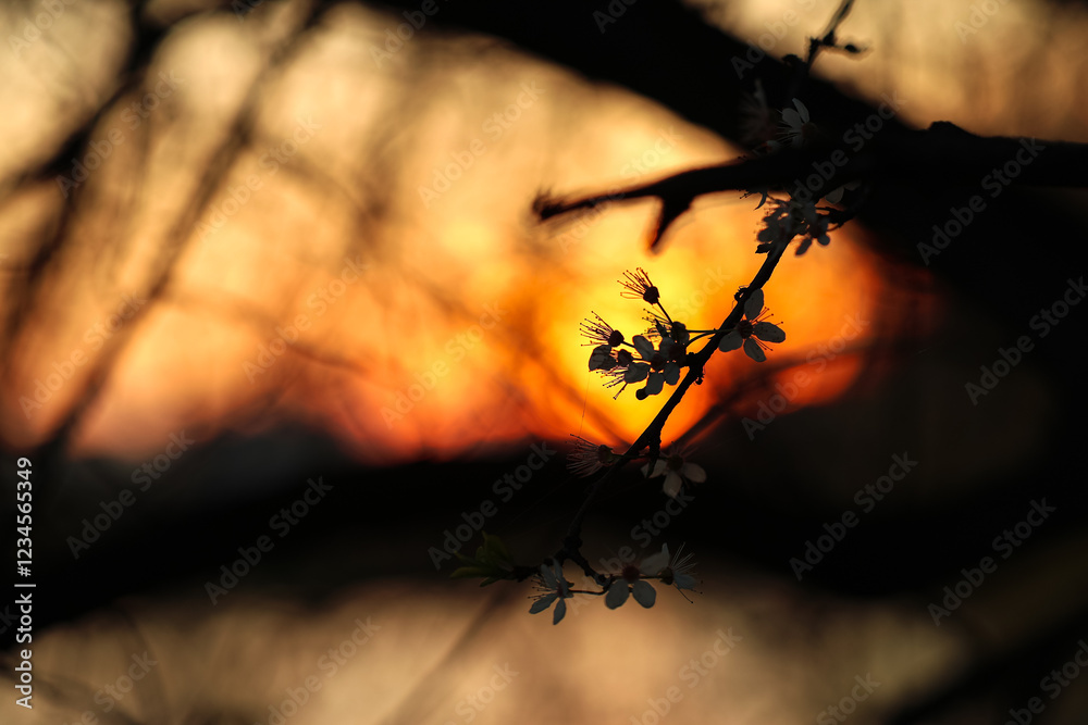 A serene sunset captured through the silhouette of blooming branches in Bucharest. The vibrant orange hues of the sky highlight the delicate blossoms in the foreground.