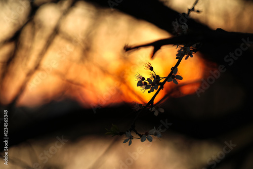 Obraz na płótnie A serene sunset captured through the silhouette of blooming branches in Bucharest. The vibrant orange hues of the sky highlight the delicate blossoms in the foreground. w salonie
