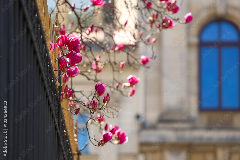 Blooming magnolia branches in Bucharest Old Town, complementing the historic charm of street lamps and classic architecture. Travel to Romania, visit Bucharest during spring landscape.