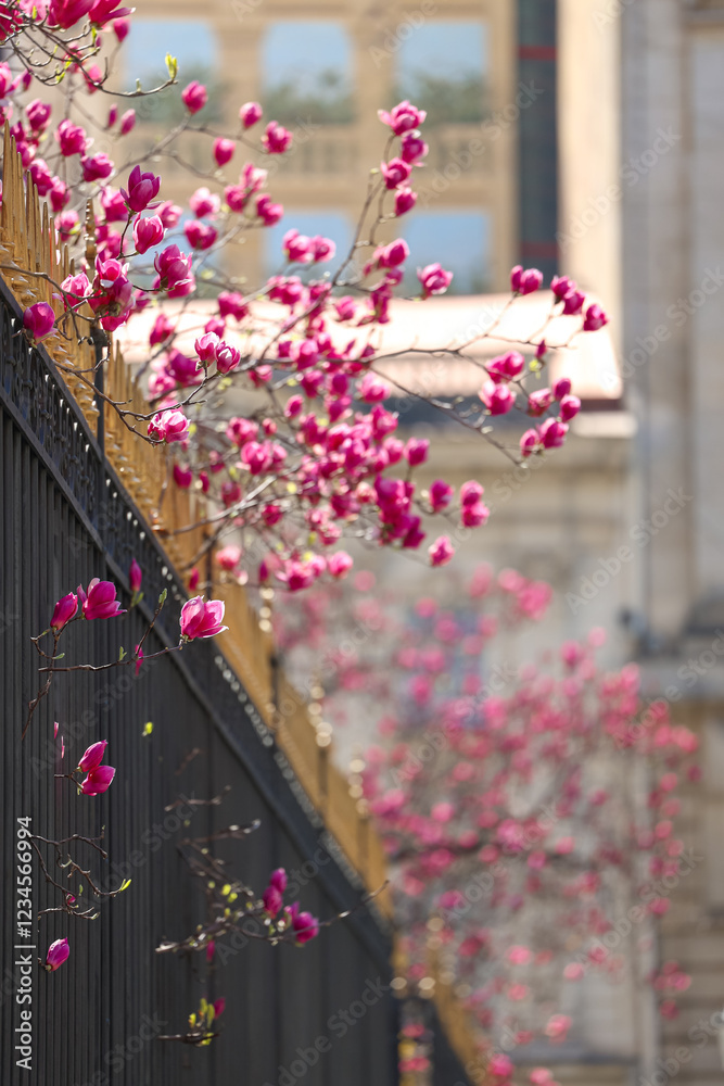 Blooming magnolia branches in Bucharest Old Town, complementing the historic charm of street lamps and classic architecture. Travel to Romania, visit Bucharest during spring landscape.