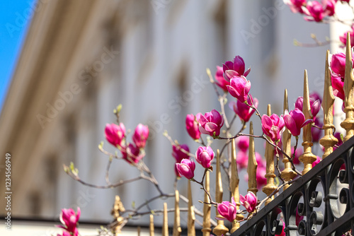 Obraz na płótnie A close-up of a delicate cherry blossom flower on a tree branch in Bucharest, against a blurred background of vibrant pink blooms. A symbol of the fleeting beauty of spring. Spring in Romania. w salonie
