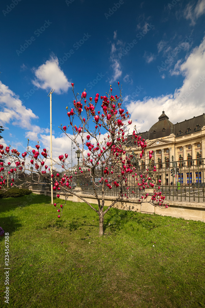 Vibrant pink cherry blossoms in bloom in Bucharest, Romania, with historical architecture in the background. Travel to Romania and visit Bucharest during spring landscape.
