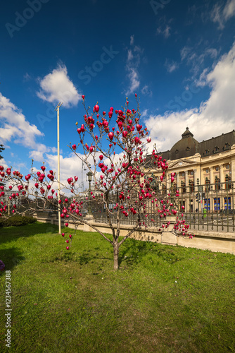Obraz na płótnie Vibrant pink cherry blossoms in bloom in Bucharest, Romania, with historical architecture in the background. Travel to Romania and visit Bucharest during spring landscape. w salonie
