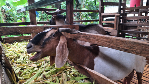 A brown-white female goat with long ears and horns is seen eating fresh corn leaves. Prepared for the needs of the aqiqah and Eid al-Adha worship for Muslims.