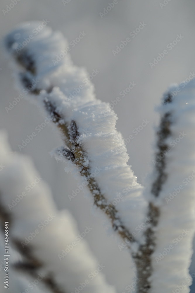 frost on the branches of a tree frost on the branches of a tree