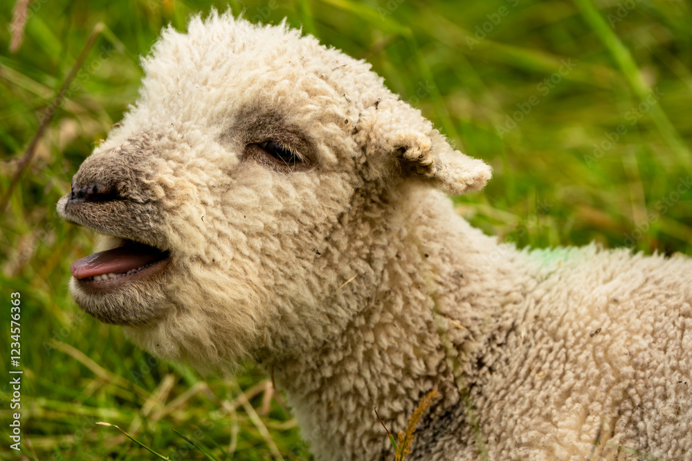 Close-Up of a Playful Lamb in a Lush Green Meadow Capturing Rural Charm and Innocence Close-Up of a Playful Lamb in a Lush Green Meadow Capturing Rural Charm and Innocence
