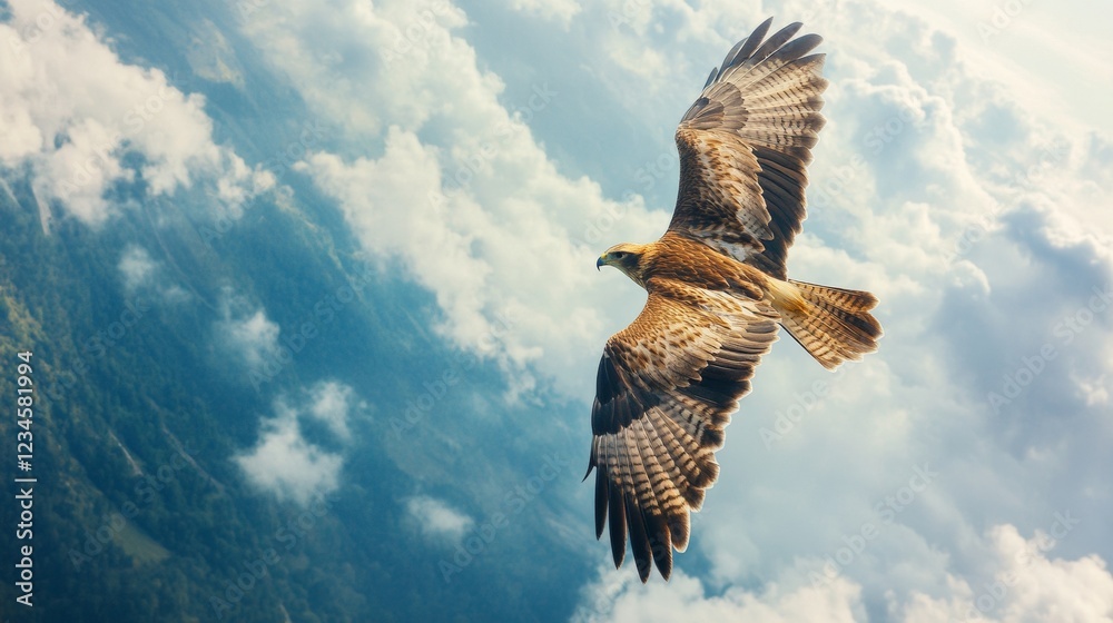 Fototapeta premium A hawk soaring high above the earth sees what we often overlook. 