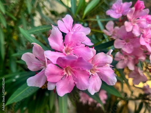 Flowers and pink