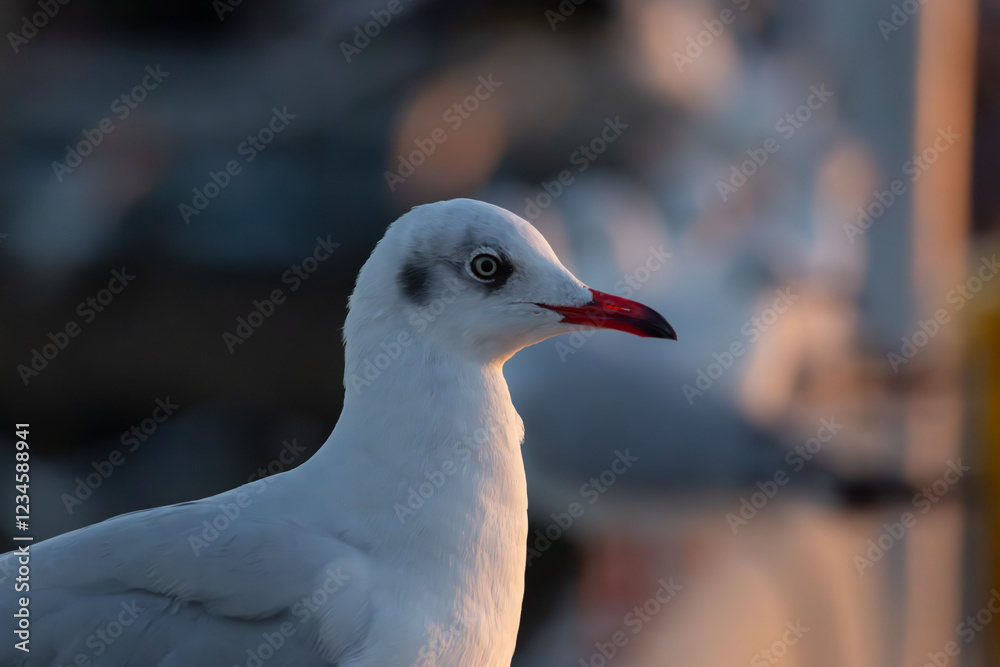 A white bird with a black beak and red eyes stands on a ledge A white bird with a black beak and red eyes stands on a ledge
