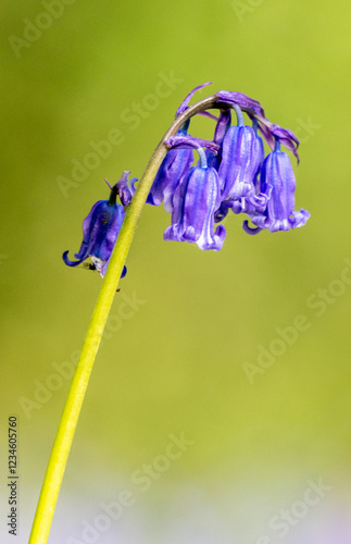 Bluebell