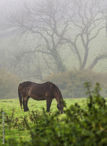 Grazing Exmoor Pony