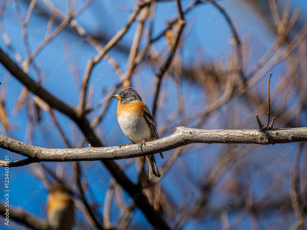 Fototapeta premium 枝にとまるアトリ