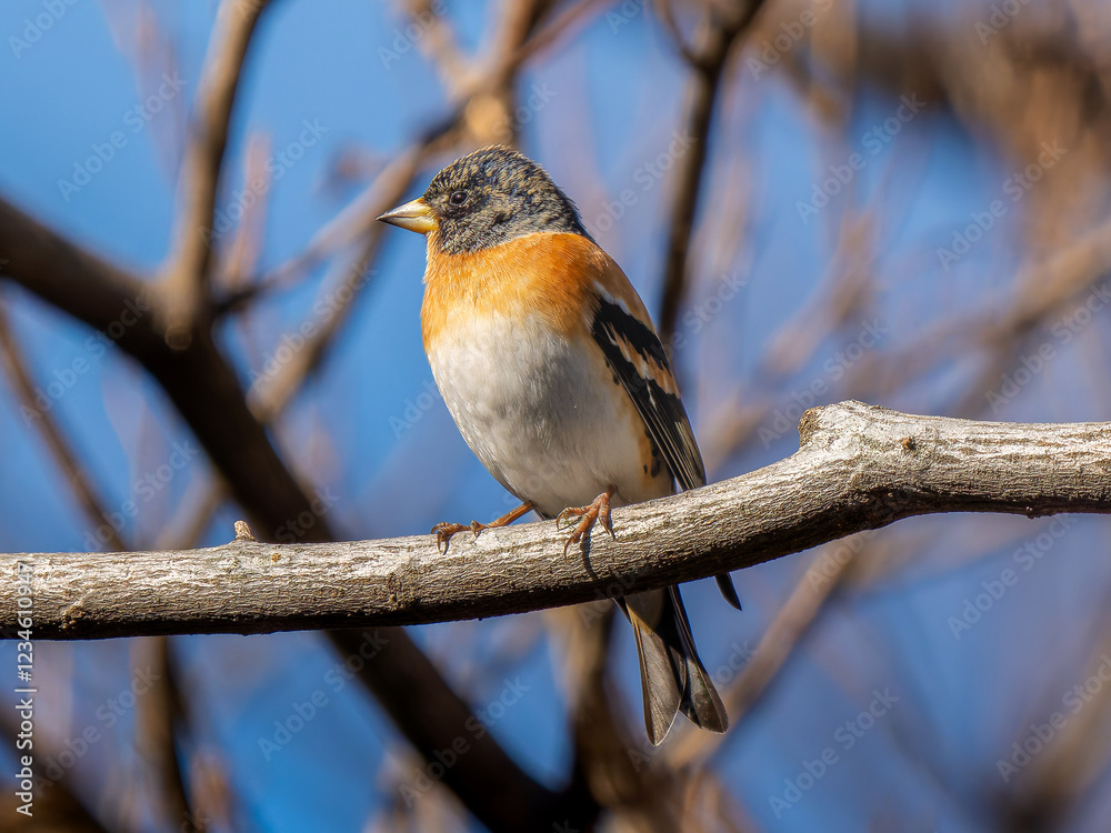 Fototapeta premium 枝にとまるアトリ