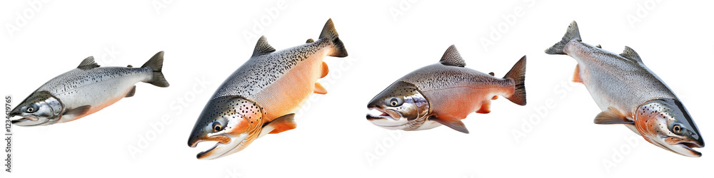 Naklejka premium Salmon isolated on transparent background, PNG, Set of