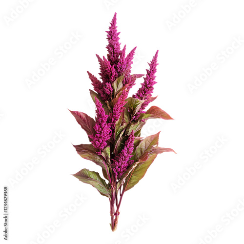 PNG Amaranth Blooms Against Transparent Background for Floral Design, Botanical, or Nature-Inspired Branding Projects