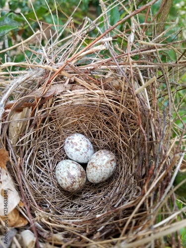 bird nest with eggs