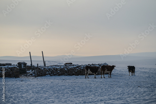 The snow - covered Hulunbuir Prairie and several cows photo