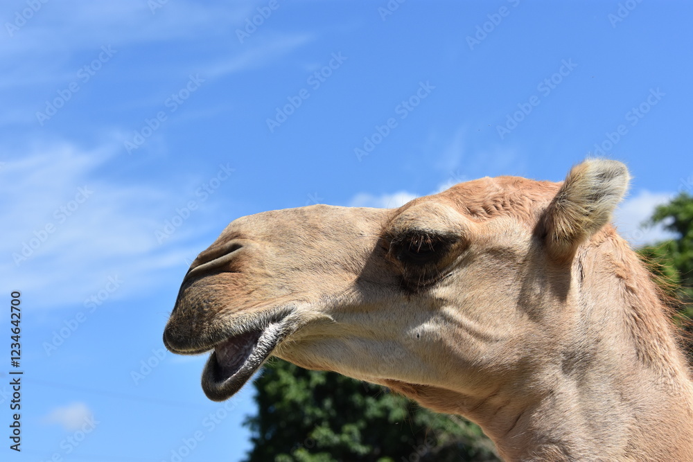 Obraz premium Camles