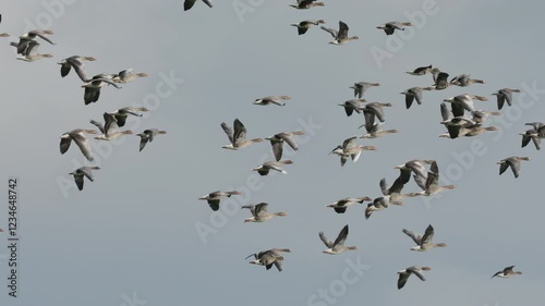Greylag goose and greater white-fronted goose in flight