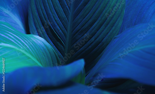 nature background of close-up macro green leave texture tropical forest plant. spathiphyllum cannifolium in blue neon light .Curve leaf botanical foliage dark desktop wallpaper.