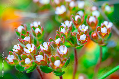 Delicate clusters of tiny white flowers, vibrant with spring's first bloom. Springtime beauty, macro view of the delicate spring flowers