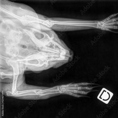 Fracture radius ulna chez un jeune lapin nain