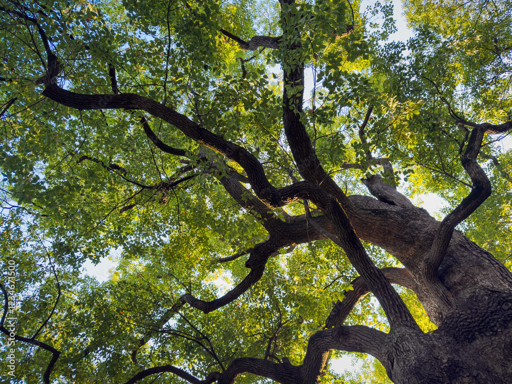 Fototapeta premium Captivating Canopy: A Perspective from Beneath the Majestic Tree