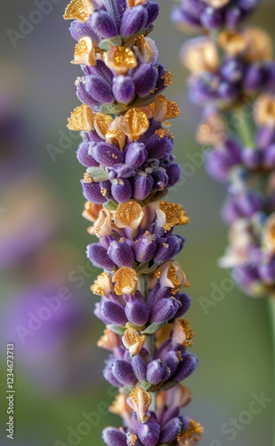 a close up of a flower with purple flowers