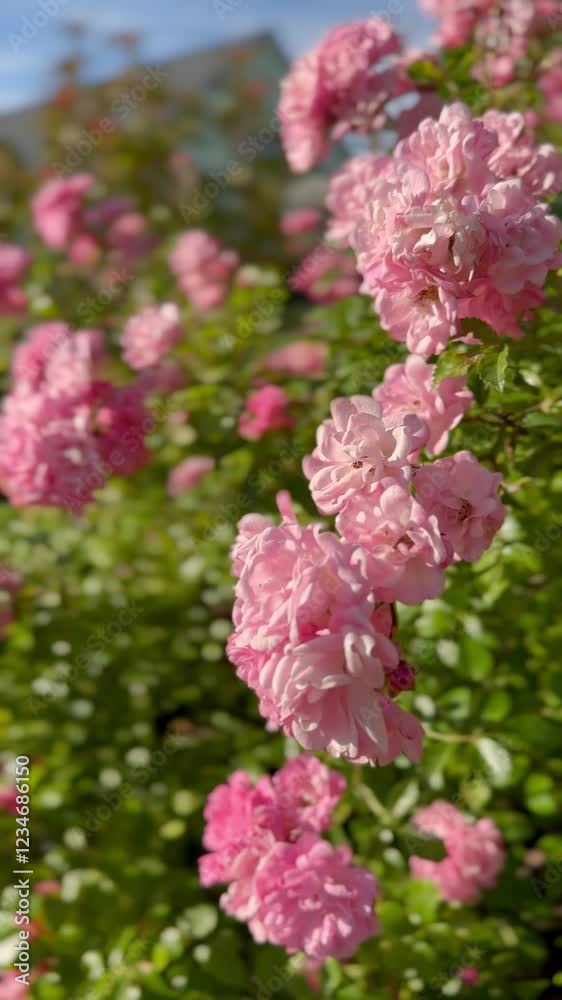 Brightly colored flowers bloom in a garden, featuring pink and white patterns. The vibrant petals and greenery suggest lively, natural environment, showcasing the beauty of nature and plant diversity Brightly colored flowers bloom in a garden, featuring pink and white patterns. The vibrant petals and greenery suggest lively, natural environment, showcasing the beauty of nature and plant diversity