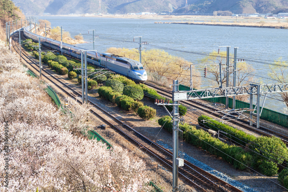 the view of the village with plum blossoms in bloom. Korean Plum Blossom Village Festival in Yangsan