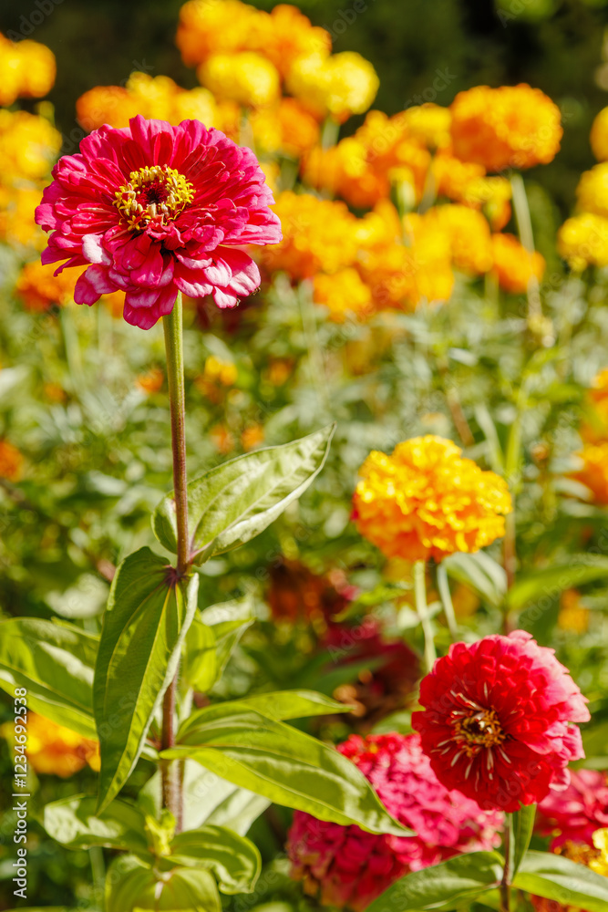 Pink Zinnia Flower in a Colorful Garden Pink Zinnia Flower in a Colorful Garden