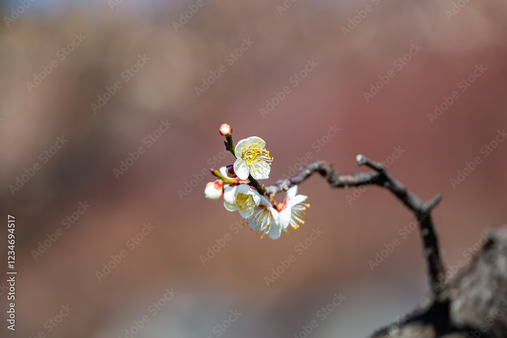 a spring scene with white plum blossoms in bloom a spring scene with white plum blossoms in bloom