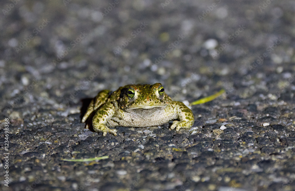 small toad on the road, small toad with warts on the body, green eyes of a frog, frog with warts, Bufonidae from the front small toad on the road, small toad with warts on the body, green eyes of a frog, frog with warts, Bufonidae from the front