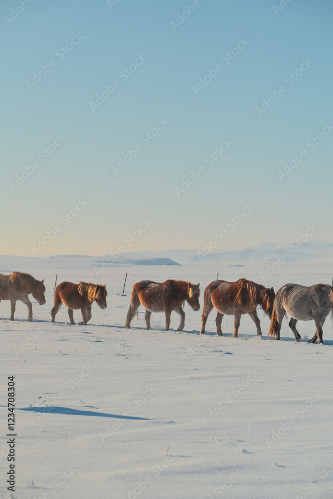 Fototapeta premium Mongolian ponies marching in formation in the snow