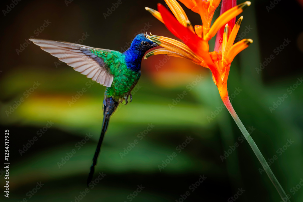 Obraz premium Hummingbird