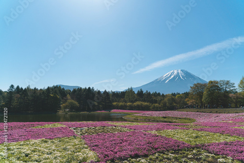 field of flower in spring