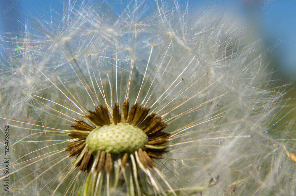 dandelion in the wind dandelion in the wind