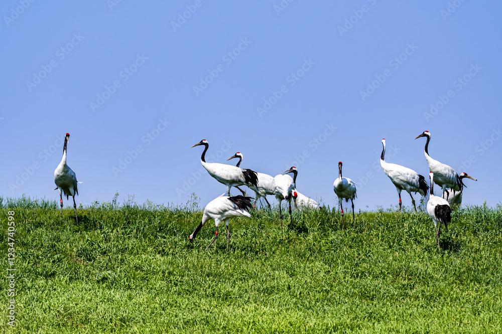 Fototapeta premium Red-crowned crane foraging