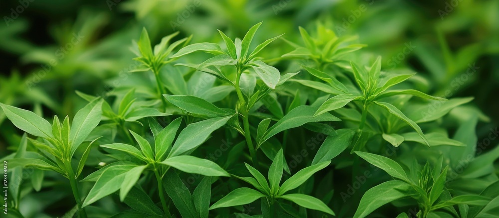 Green lush foliage with intricate leaf patterns and textures creating a natural background with ample Copy Space for text placement Green lush foliage with intricate leaf patterns and textures creating a natural background with ample Copy Space for text placement