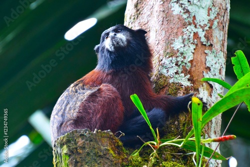 Red-mantled saddle-back tamarin (Leontocebus lagonotus, Callitrichidae family) in the Amazonian rainforest near the confluence of the rivers Rio Puyo and Pastaza (Amazonia, Ecuador) photo