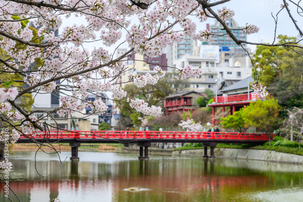 Pink cherry blossoms in full bloom frame Wake Bridge over a tranquil pond in Tennoji Park, Osaka, Japan. A picturesque scene evoking the beauty of hanami, Japanese tradition of cherry blossom viewing