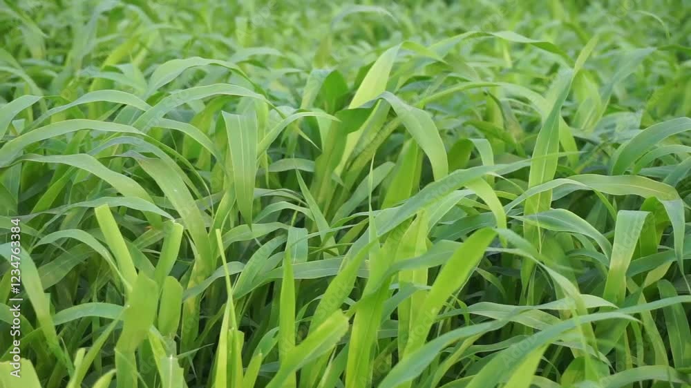 Green grass waving on the horizon, Green grass waving in the wind with green landscape, Livlier green grass waving Green grass waving on the horizon, Green grass waving in the wind with green landscape, Livlier green grass waving